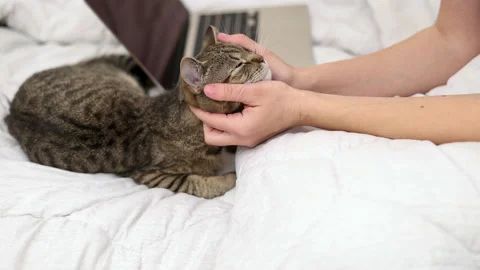 Tabby cat lying on bed with laptop and owner woman girl hands petting animal Video stock 239313491