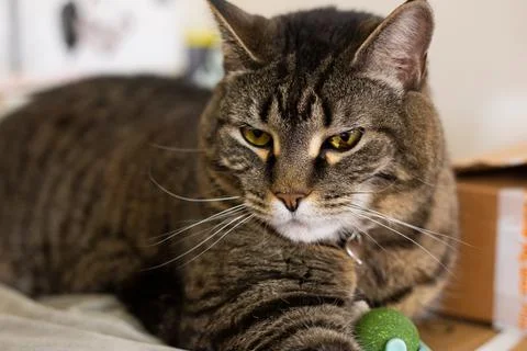 Tabby Cat Lying on Boxes Stock Photos