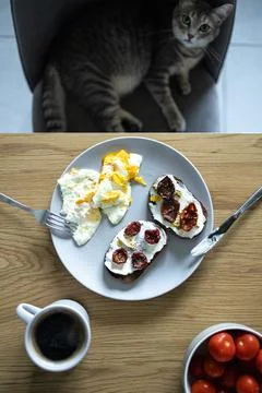 Tabby cat lying on chair and looking at camera near wooden table with breakfast Stock Photos