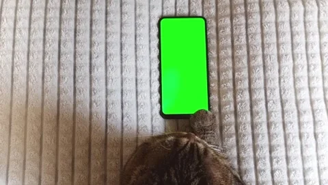 A tabby cat is lying on the couch and pressing the green screen of the Stock Footage 289017621