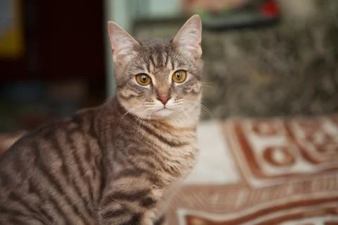 A tabby cat is lying on the couch. A gray cat with big eyes lies on the couch Stock Photos