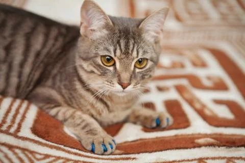 A tabby cat is lying on the couch. A gray cat with big eyes lies on the couch Stock Photos