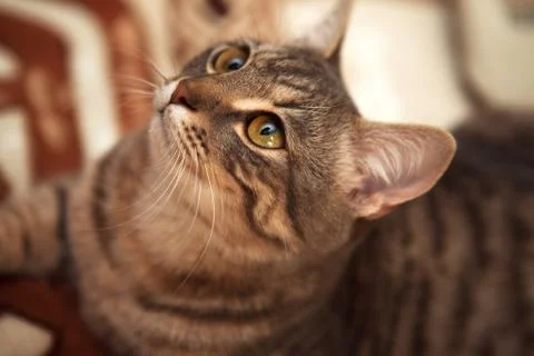 A tabby cat is lying on the couch. A gray cat with big eyes lies on the couch Stock Photos