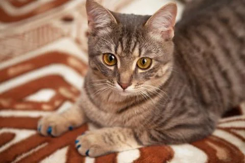 A tabby cat is lying on the couch. A gray cat with big eyes lies on the couch Stock Photos