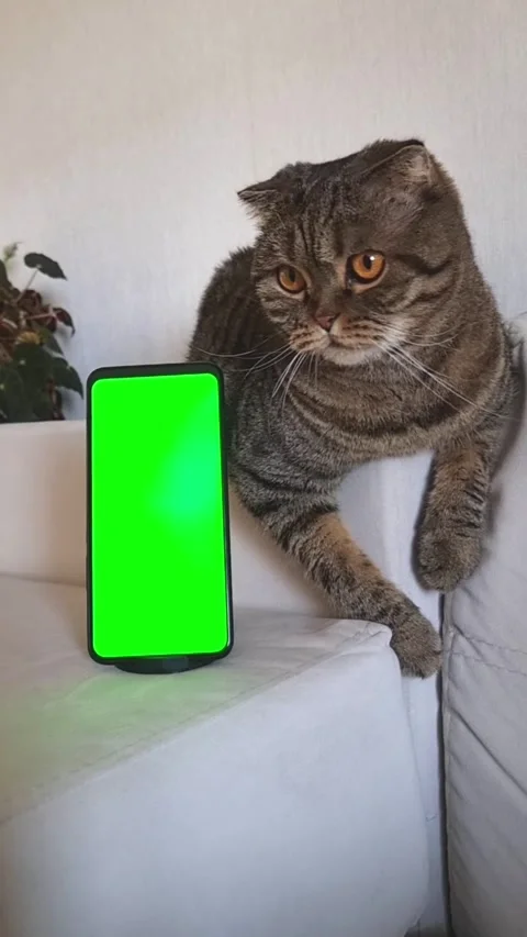 A tabby cat is lying on the couch in the room, with a smartphone with a green Stock Footage 309400598