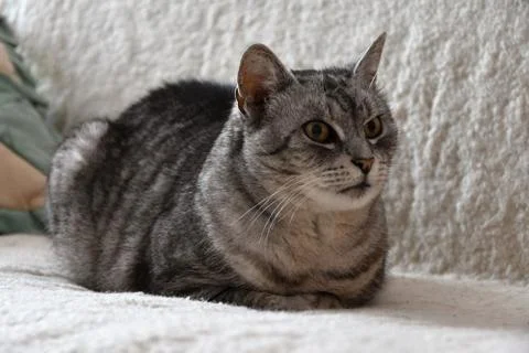 Tabby cat lying on the couch with a white coating. Stock Photos