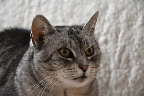 Tabby cat lying on the couch with a white coating Stock Photos