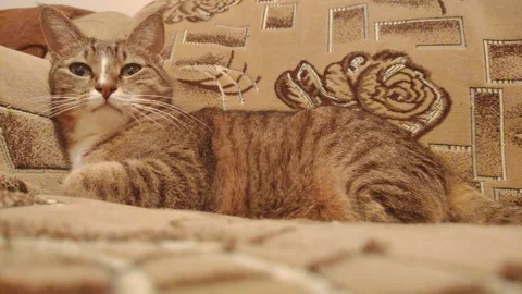 Tabby cat lying on a cozy patterned sofa and looking directly at the camera Stock Footage 348059577