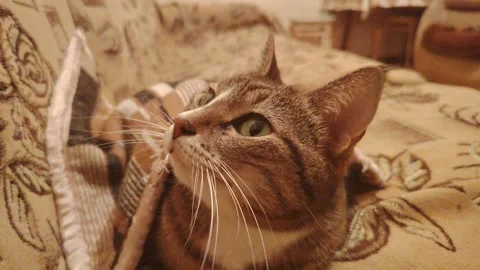 Tabby cat lying on a cozy patterned sofa and looking directly at the camera Stock Footage 348059578