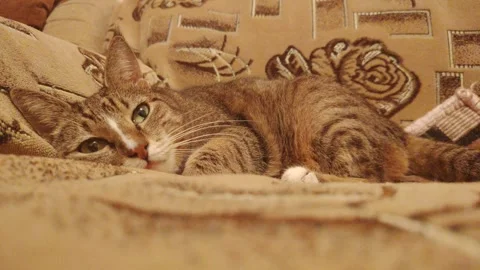 Tabby cat lying on a cozy patterned sofa and looking directly at the camera Stock Footage 348059584