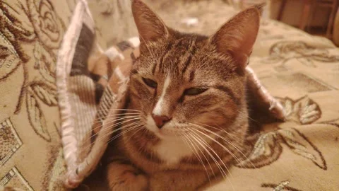 Tabby cat lying on a cozy patterned sofa and looking directly at the camera Stock Footage 348059602