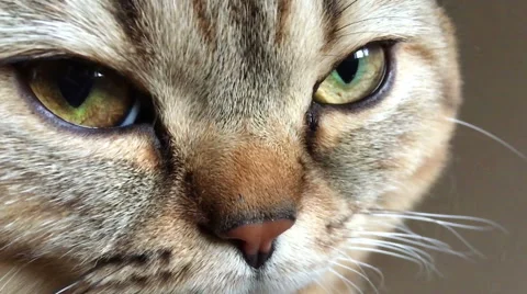 Tabby cat lying down and looking at the camera Stock Footage 63804487