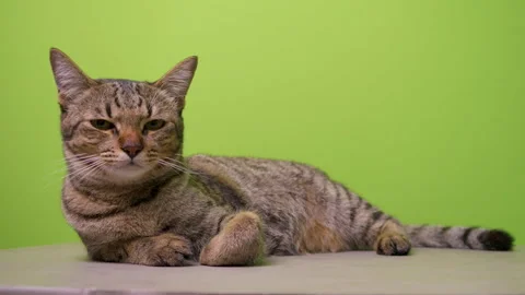 Tabby cat is lying down on floor with a green background Video stock 276870194