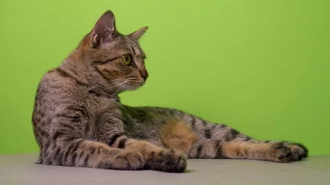 Tabby cat is lying down on floor with a green background Stock Footage 276870227