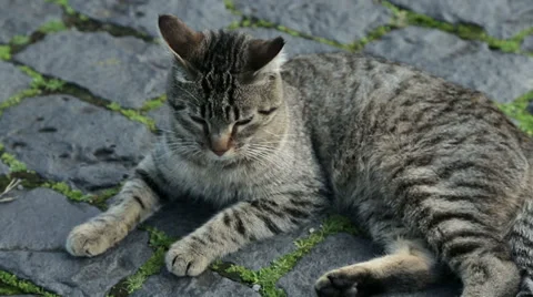 Tabby cat lying down Stock Footage 33070641