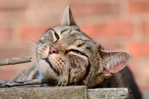 Tabby cat lying down on shed roof in the sunshine Stock Photos