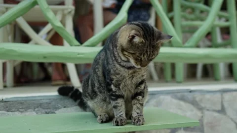 Tabby Cat Lying Down to Sleep on a Bench in Lefkada Greece Stock Footage 346849807