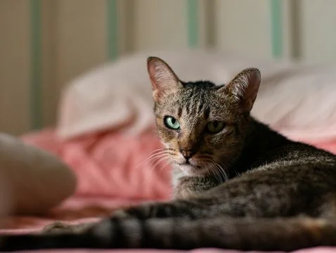Tabby Cat Lying Down Staring Intensely at Camera on Pink Bed, Alert Feline .. 写真素材