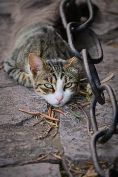 Tabby cat lying flat on the ground near a chain Stock-Fotos