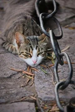 Tabby cat lying flat on the ground near a chain Stock Photos