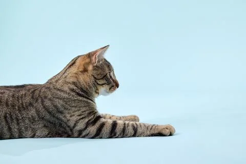 Tabby cat lying flat with head turned sideways Stock Photos