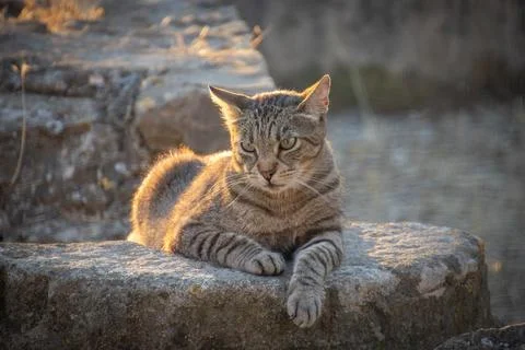 Tabby cat lying on the floor Stock Photos