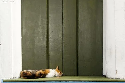 Tabby cat lying in front of a green wooden door. Stock Photos