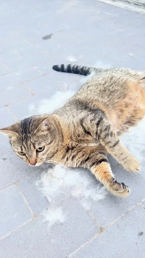 Tabby cat lying on gray paving stones and looking at the camera Stockbeeldmateriaal 347826107