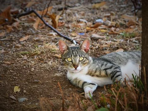Tabby cat lying on ground among dry leaves Stock Photos