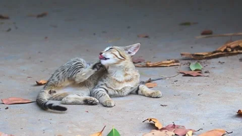 A tabby cat lying on the ground Stock Footage 244322744