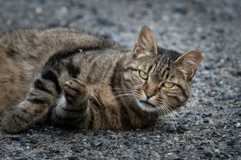 A tabby cat lying on the ground Stock Photos