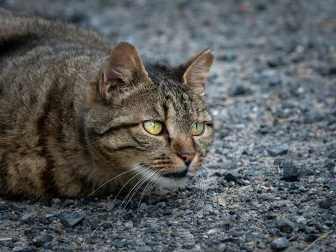 A tabby cat lying on the ground Stock Photos