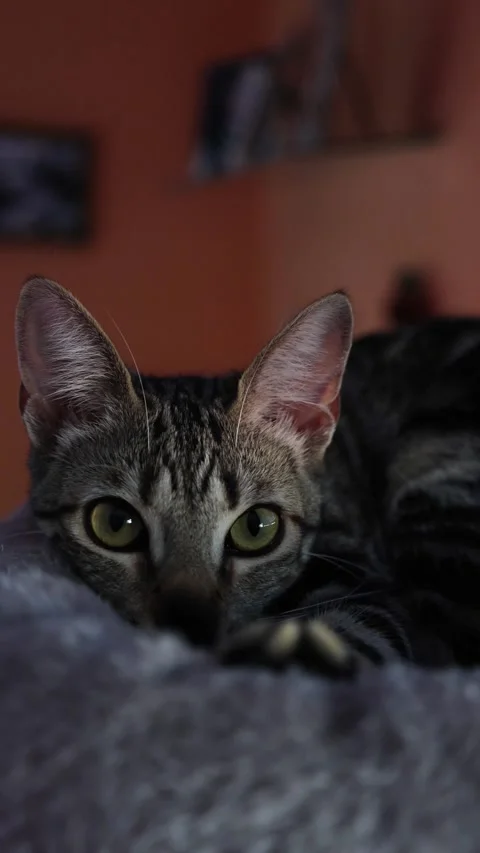 Tabby cat lying on her bed looking at the camera Stock Footage 318980625
