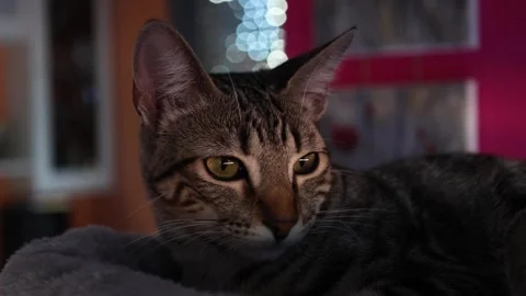 Tabby cat lying on her bed watching intently Stock Footage 319704817