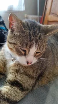Tabby cat lying on its owner's bed Stock Photos