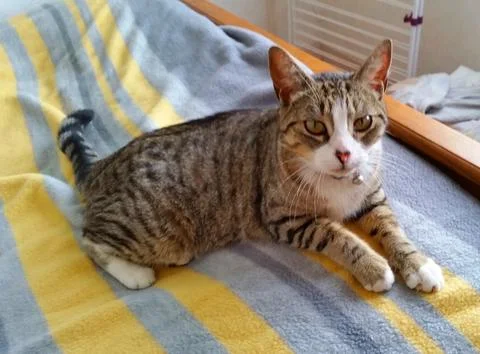 Tabby cat lying on its owner's bed Stock Photos