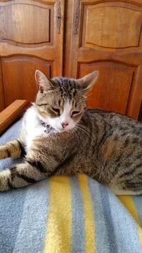 Tabby cat lying on its owner's bed Stock-Fotos