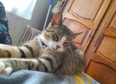 Tabby cat lying on its owner's bed Stock Photos