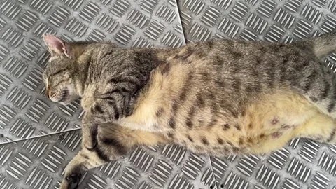 A tabby cat lying on its side Stock Footage 328339152