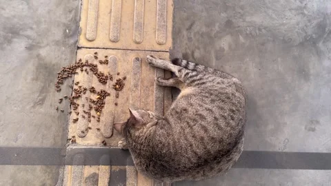 A tabby cat lying on its side, relaxed and possibly pregnant, resting on a patte Video stock 328339265