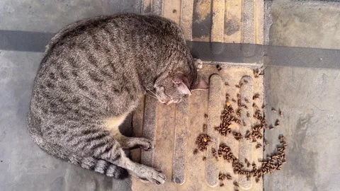 A tabby cat lying on its side, relaxed and possibly pregnant, resting on a patte Video stock 328339276