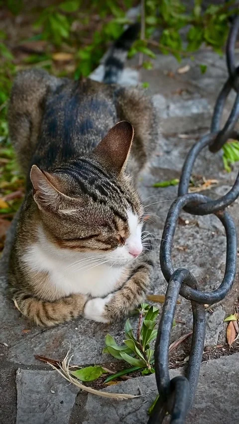 Tabby cat lying low on stone curb near a chain video Stock Footage 346116081