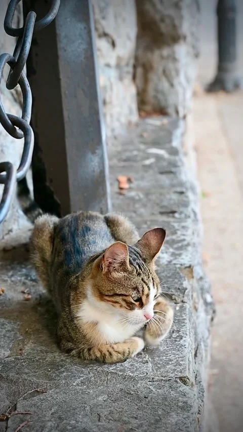 Tabby cat lying low on stone curb near a chain video Stock Footage 346116394