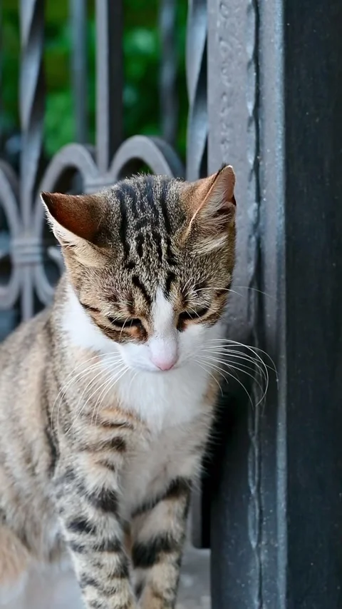 Tabby cat lying low on stone curb near a chain video Stock Footage 346116701