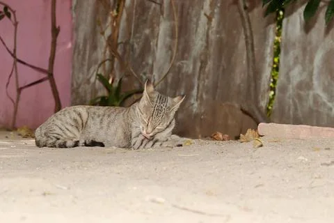 A tabby cat lying or sitting on the ground and cleaning the skin and hairs of Stock Photos