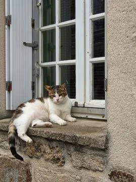 Tabby cat lying outside on the windowsill Stock Photos