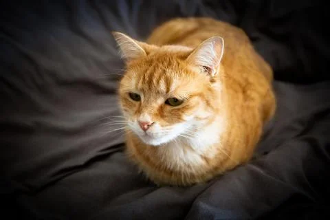 Tabby cat lying Stock Photos