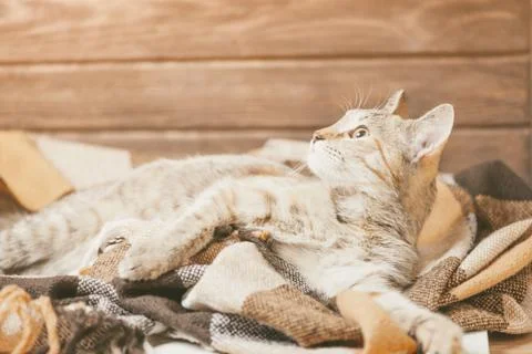 Tabby cat lying on plaid. Stock Photos