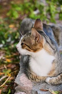 Tabby cat lying in profile among foliage outdoors Stock Photos