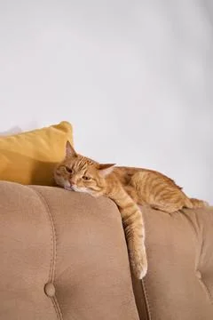 Tabby cat lying on soft couch indoors Stock Photos